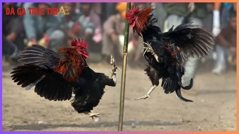 Gà chạy kiệu là gì