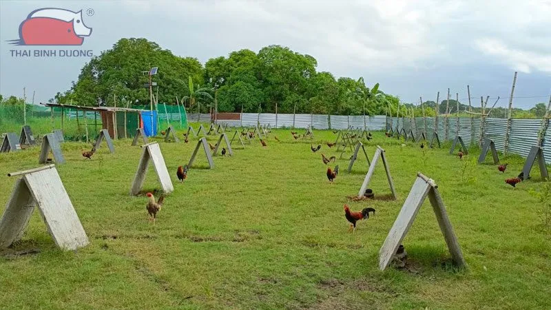 Cách xây chuồng cho gà chọi