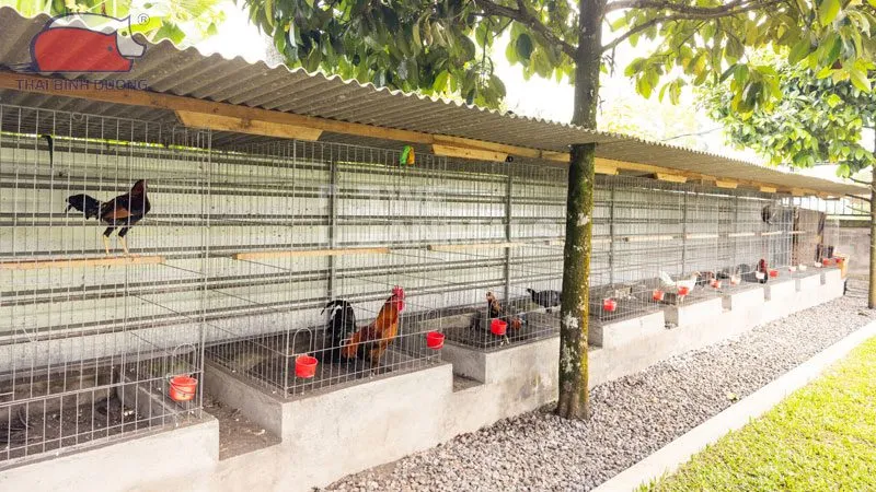 Cách xây chuồng cho gà chọi