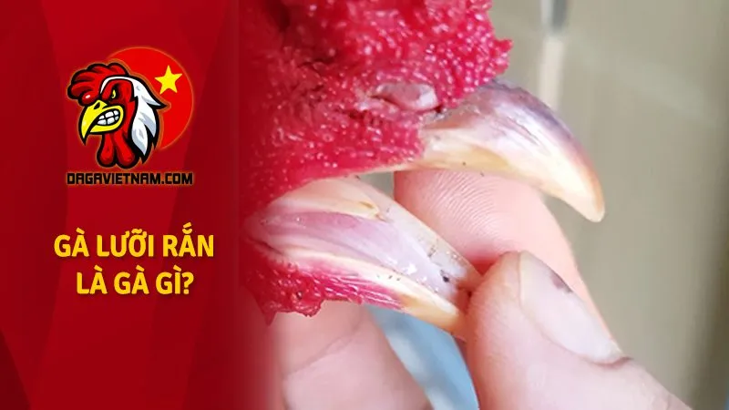 Gà lưỡi rắn là gì