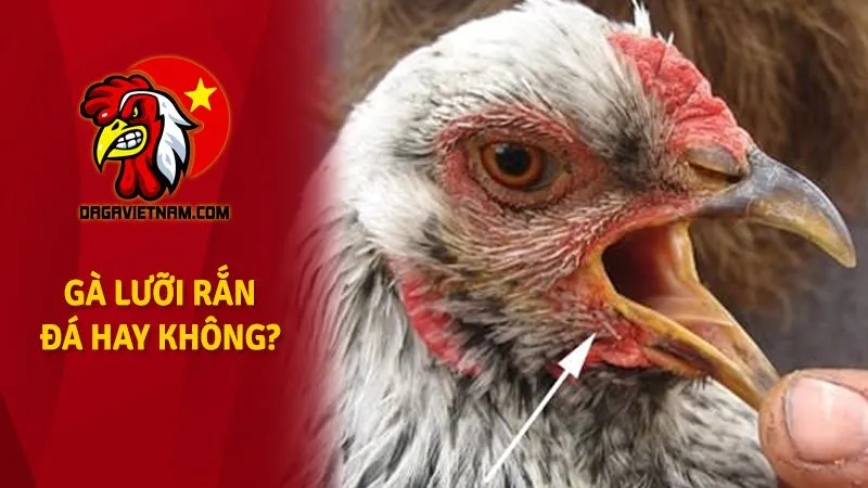 Gà lưỡi rắn là gì