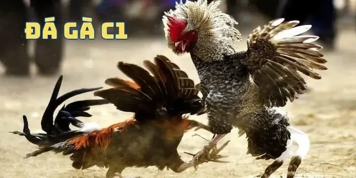 Gà úa là màu gì