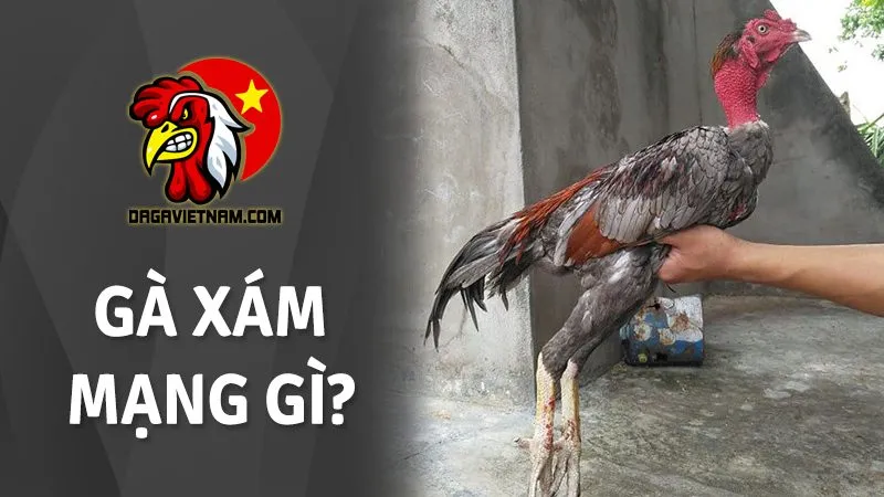 Gà xám son màu gì