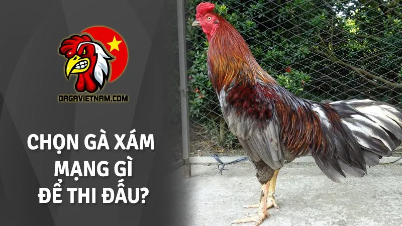 Gà xám son màu gì